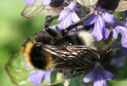 Bombus barbutellus